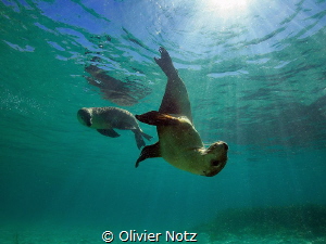 One more pictures of these very playful Australian sea lions by Olivier Notz 